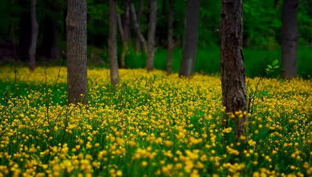 Walk Softly