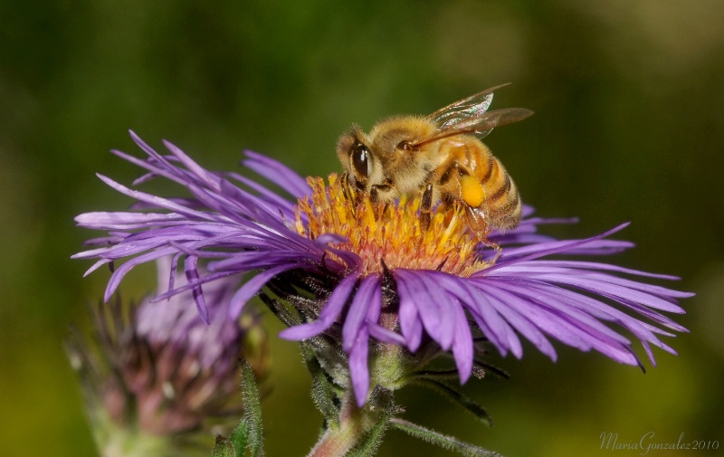 Bee In Denver