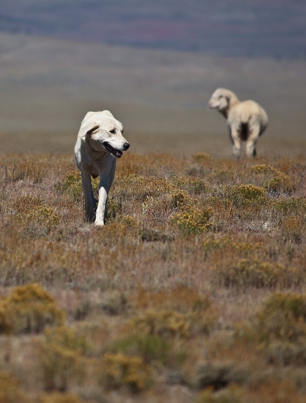 Shepherdess - ID: 10912636 © Patricia A. Casey