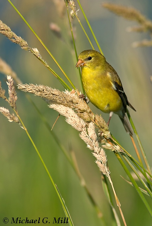 American Goldfinch (female in summer plumage)
