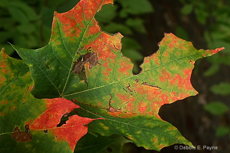 ~SHAPES AND COLORS OF MAPLE LEAVES~