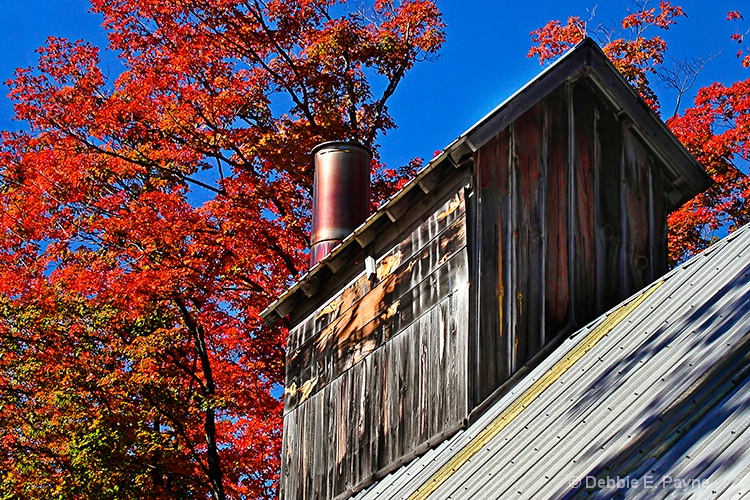 FALL IN LOVE WITH VERMONT COLOR