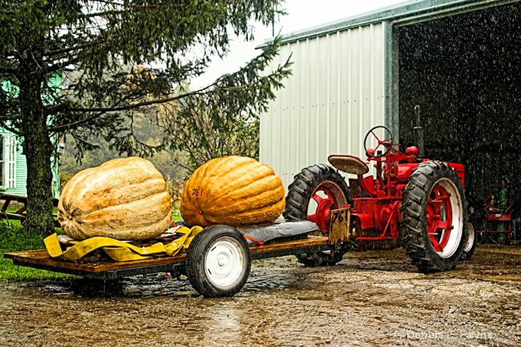 GIANT, ECONOMY SIZE PUMPKINS