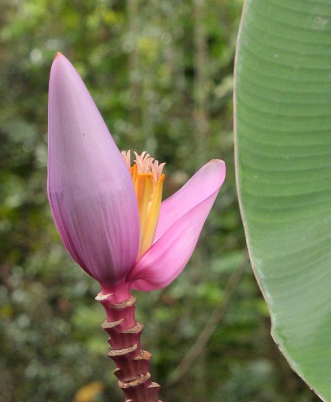 Bananna Flower