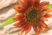Bright  Sunflower