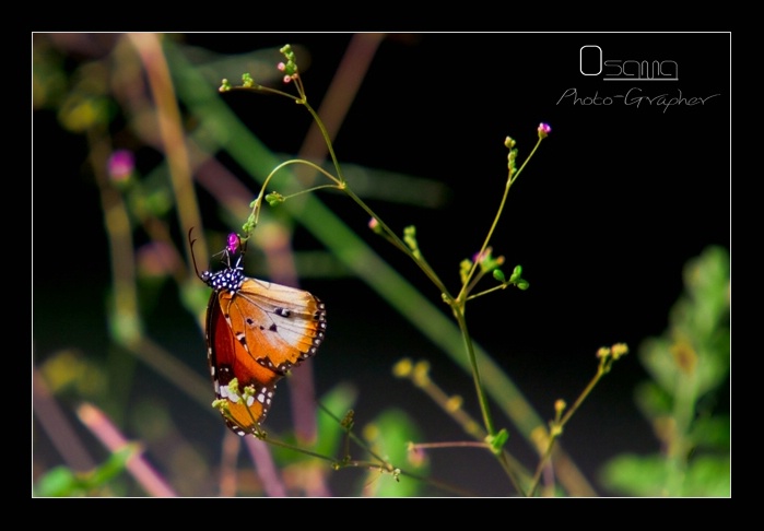 Butterfly upside down ؛