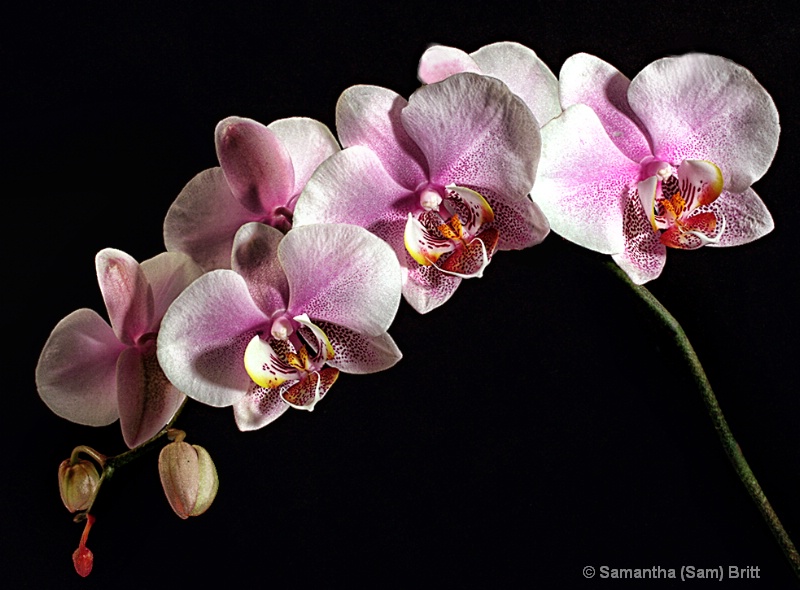 Orchids