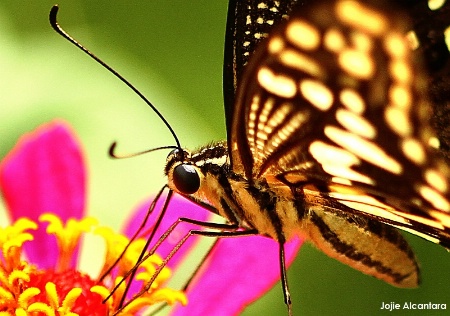 Winged beauty