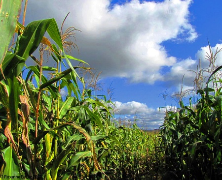 Corn Maze In The County