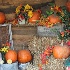 © Tracy Bazemore PhotoID# 10921834: Fall Festivities