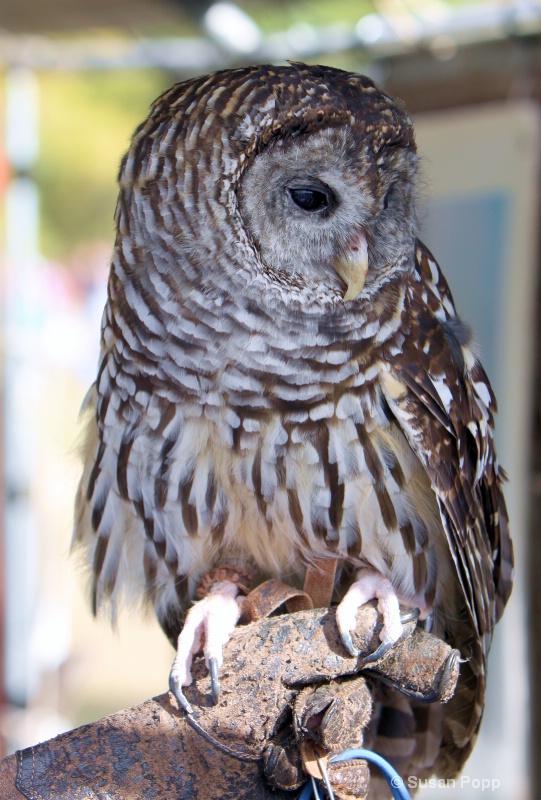 Barred Owl full - ID: 10922418 © Susan Popp
