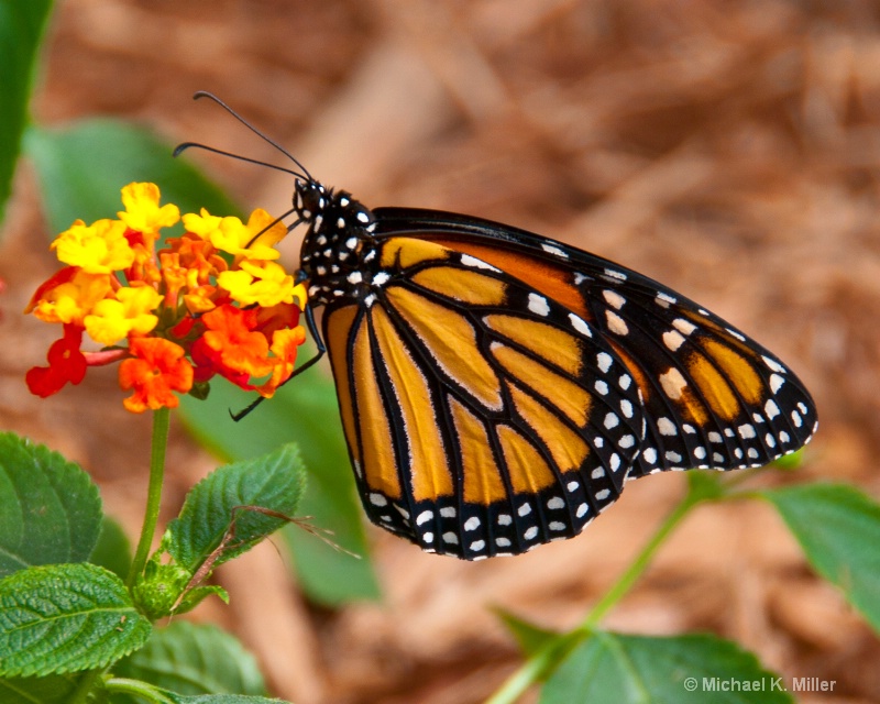 monarch on multi-color flower