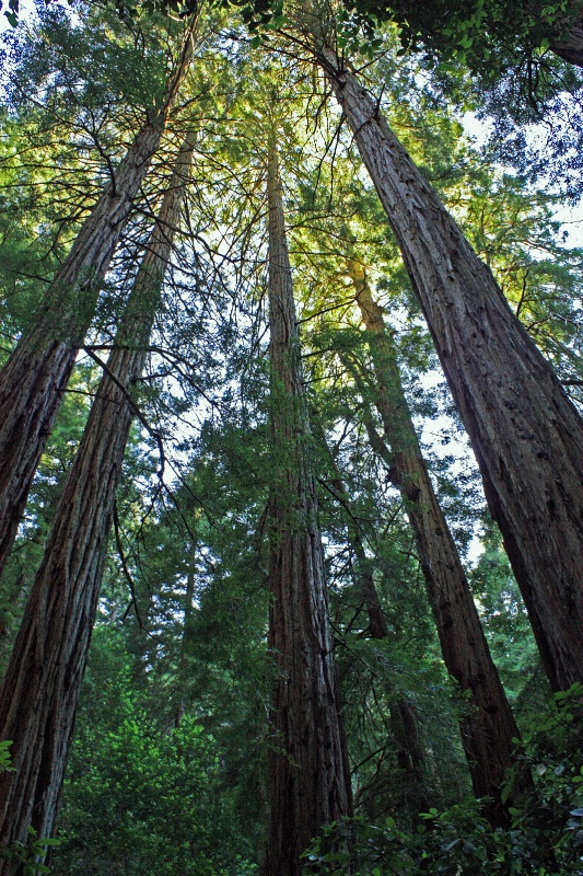 Tree Tops