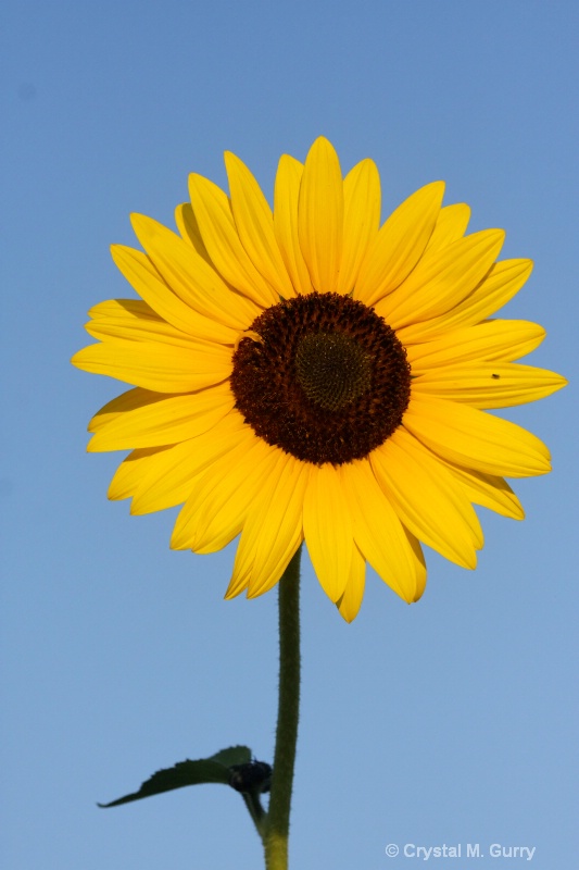 A Lone Sunflower