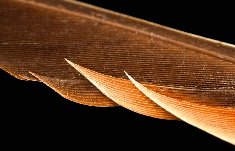 The Tips Of A Duck Feather