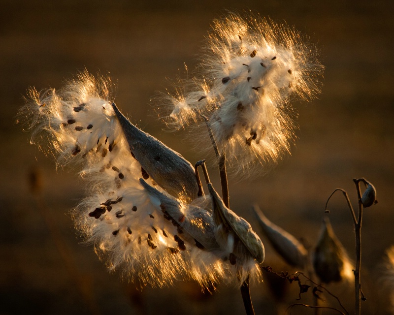 Milkweed