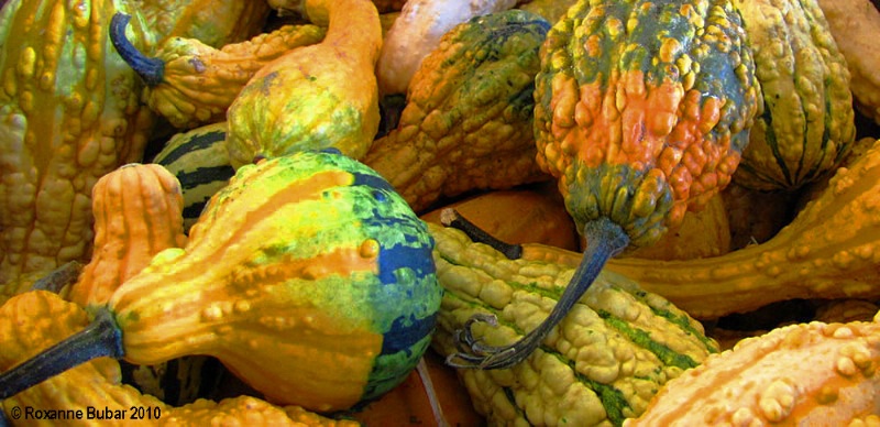 The Beauty Of Gourds