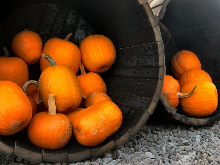 Pumpkins in barrels