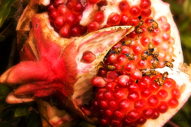 The Ladybugs' Picnic