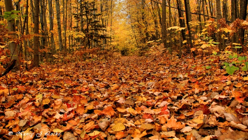 Immersed in Autumn