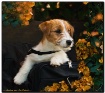 Puppy Love