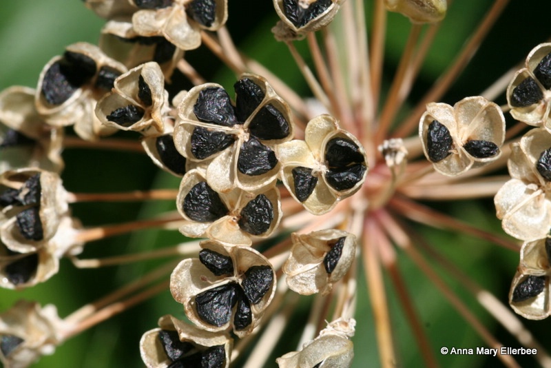 Seeds of Garlic Chives