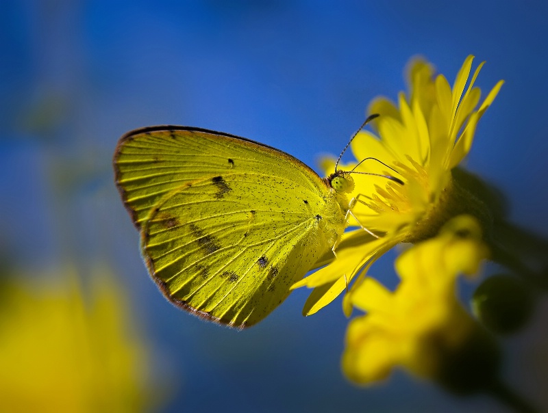 Golden Sulphur