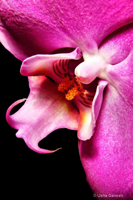 Pink Orchid Close-Up