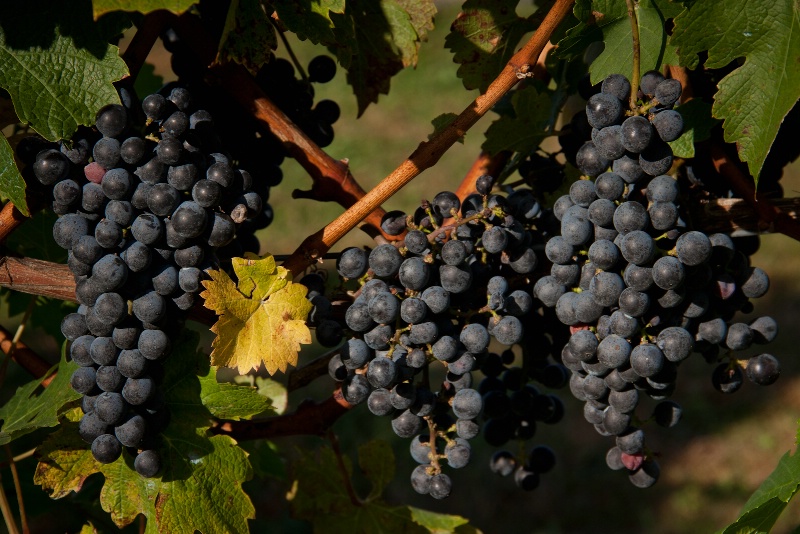 Harvest Time in the Vineyard