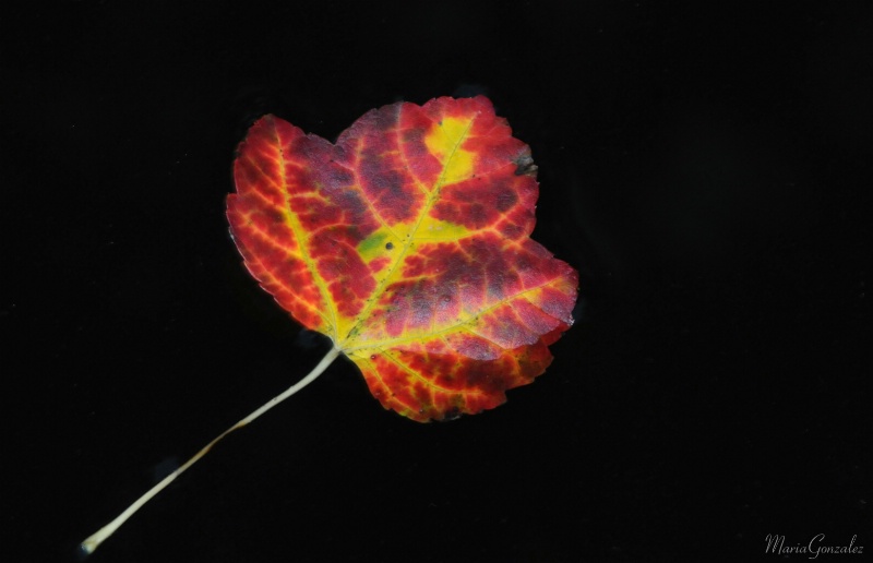 A Fallen Leaf