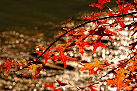 at the lake3