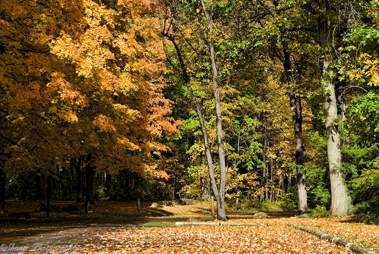 Autumn Taking Over