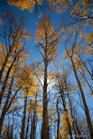 aspen trees  mg 5382