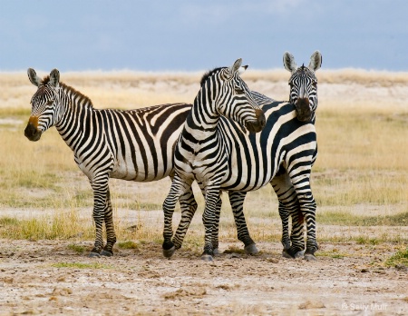 Zebra Trio, Kenya