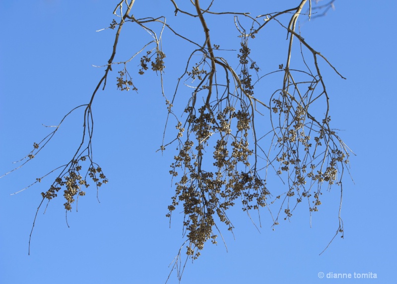 recropped eucalyptus branches