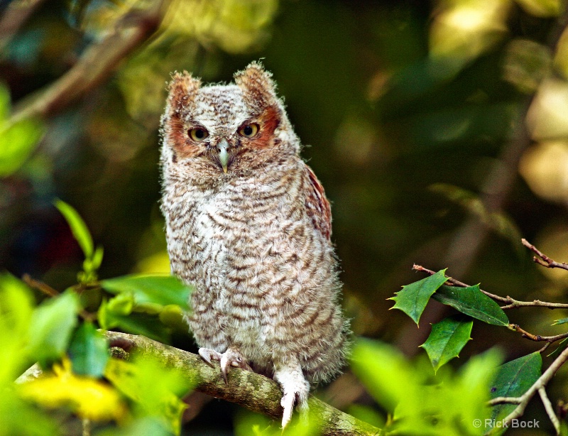 Baby Eastern Screech Owl