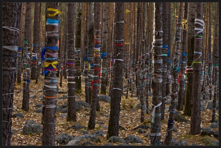 Sacred Forest ("Line Pattern")