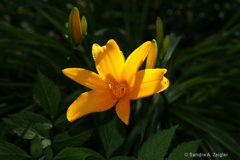 Yellow Lily II