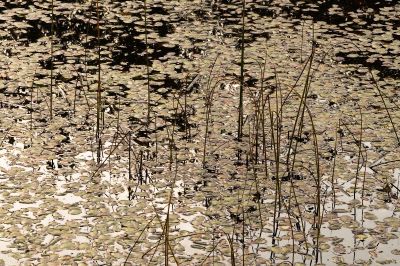 Moods of the Pond#1: circle and lines