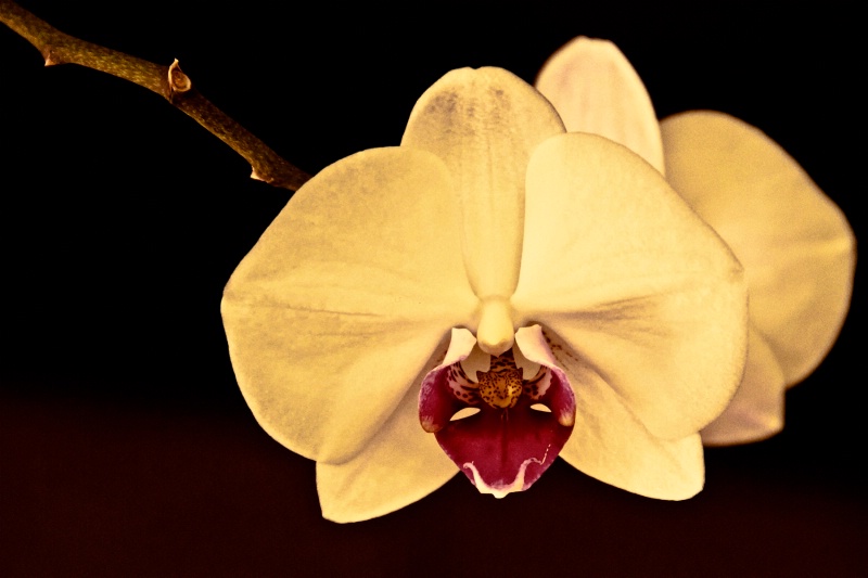 Orchid