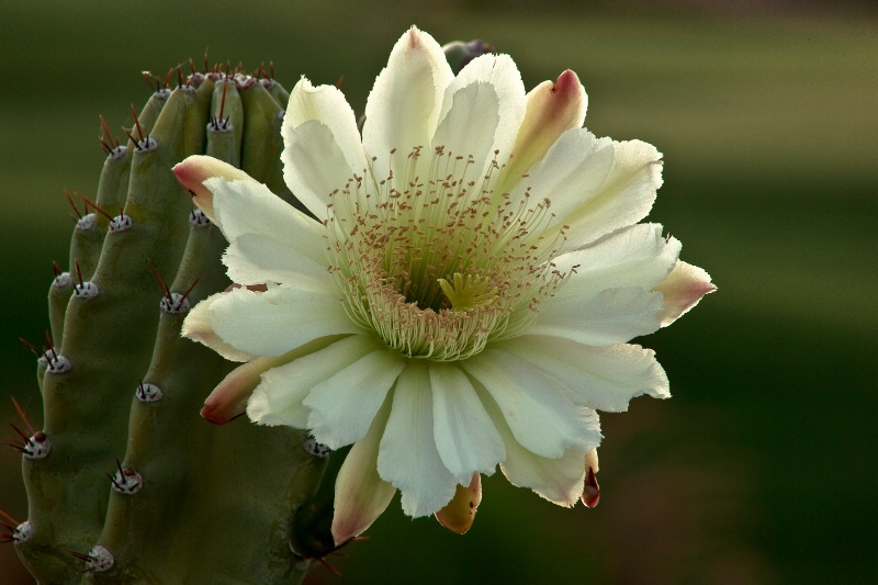 Back Lit Cactus Bloom at Sunrise - ID: 10940266 © Patricia A. Casey