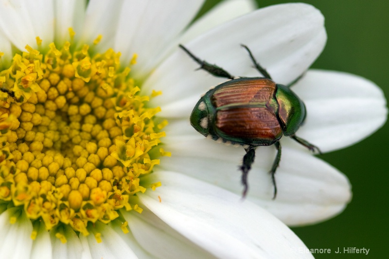 Daisy with Japanese Beetle - ID: 10940680 © Eleanore J. Hilferty