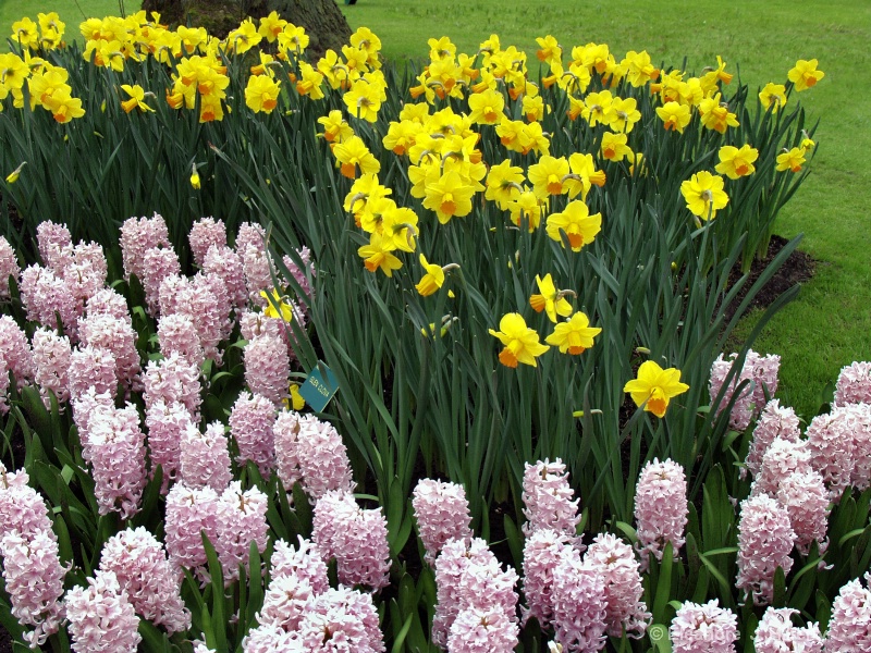 Daffodils and Hyacinths - ID: 10940683 © Eleanore J. Hilferty