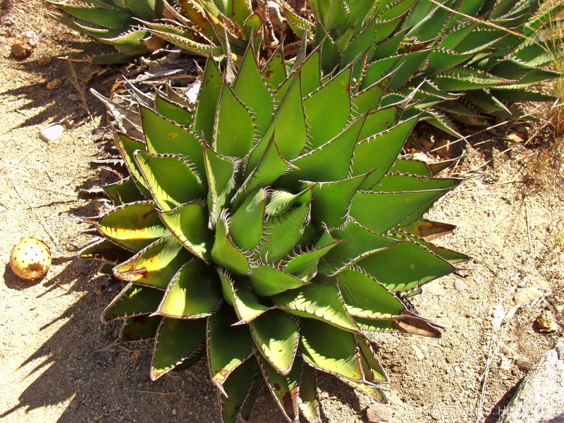 Desert Plant - ID: 10940688 © Eleanore J. Hilferty