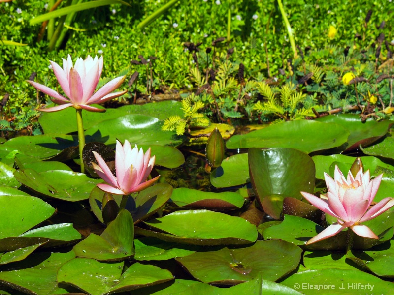 Water Lilies - ID: 10940690 © Eleanore J. Hilferty