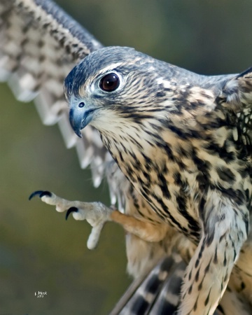Merlin-Pigeon Hawk