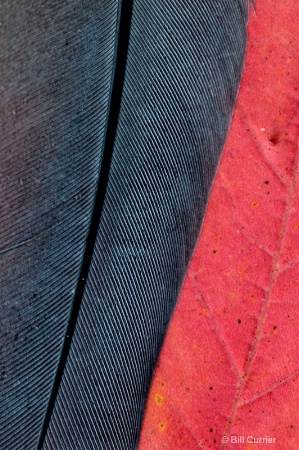 Feather and Leaf Close-up