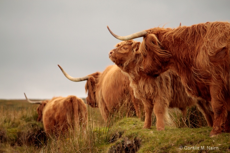 Heelan' Coos