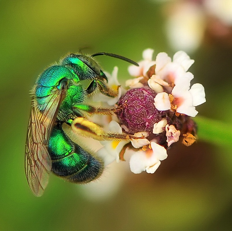 Green Sweat Bee - Metallica 2