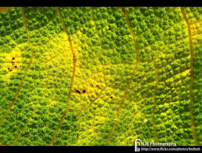 Inside the Leaf